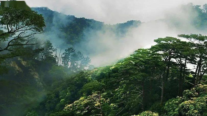植物大战僵尸17